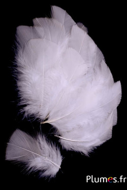 Kalkoen - 6-8 cm - creme